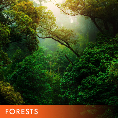 Restore the forets